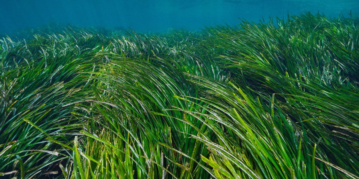 Sea grass underwater Mediterranean Posidonia oceanica Sea grass underwater Mediterranean Posidonia oceanica