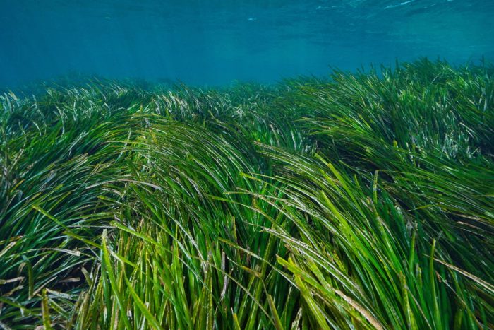 Sea grass underwater Mediterranean Posidonia oceanica Sea grass underwater Mediterranean Posidonia oceanica