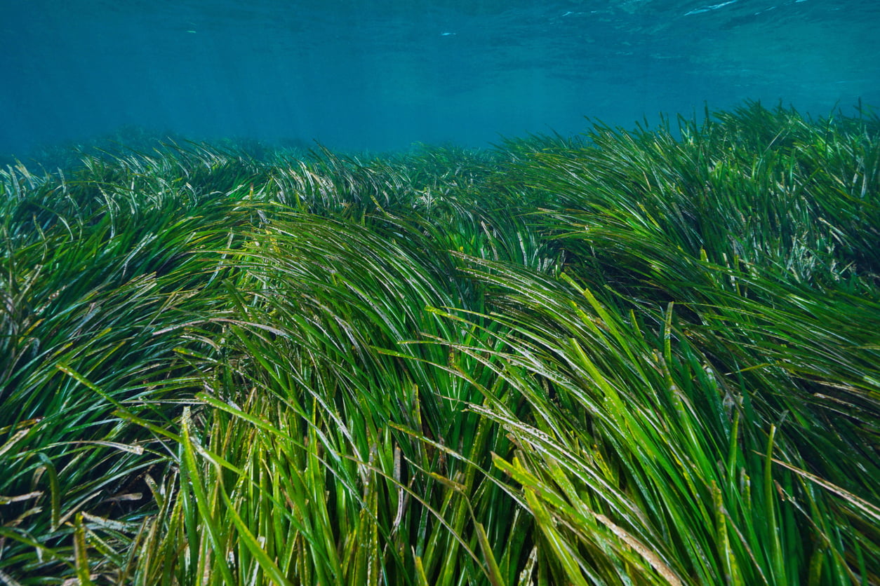 Sea grass underwater Mediterranean Posidonia oceanica